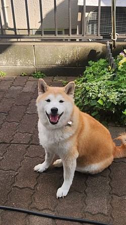 わんこ